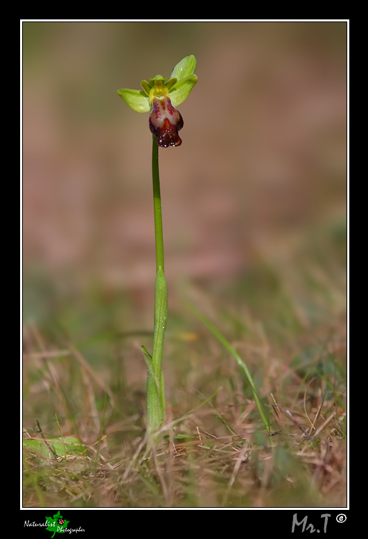 Ophrys fusca s.l.